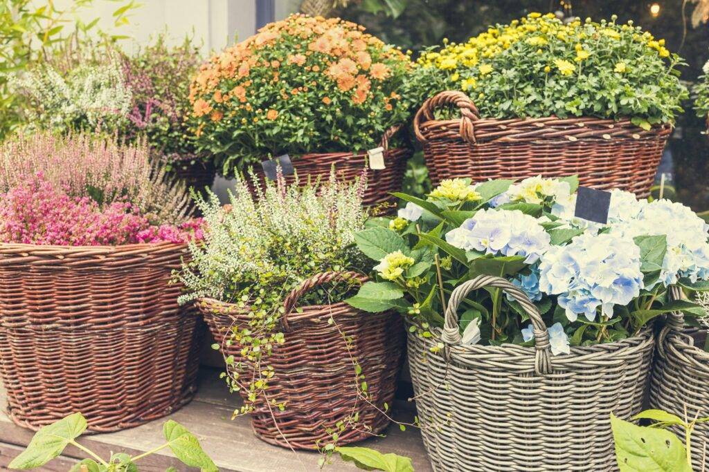 Heather, chrysanthemum, hydrangea and other fall flowers in basket pots in flower shop